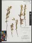 Foto von Salix triandra subsp. amygdalina (L.) Schübl. & G. Martens